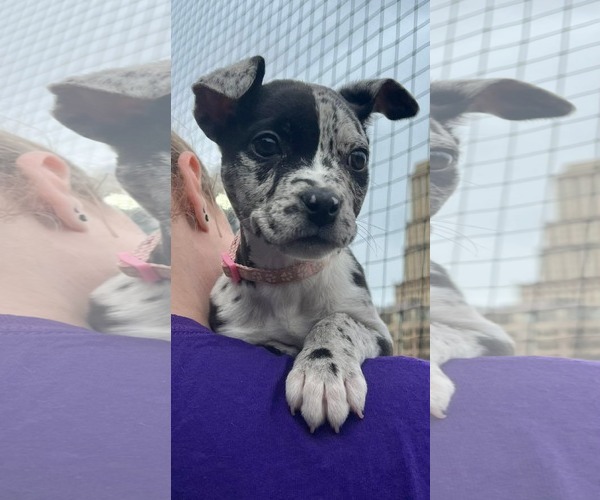 Medium Photo #2 Bulldog-Catahoula Leopard Dog Mix Puppy For Sale in Munford, TN, USA