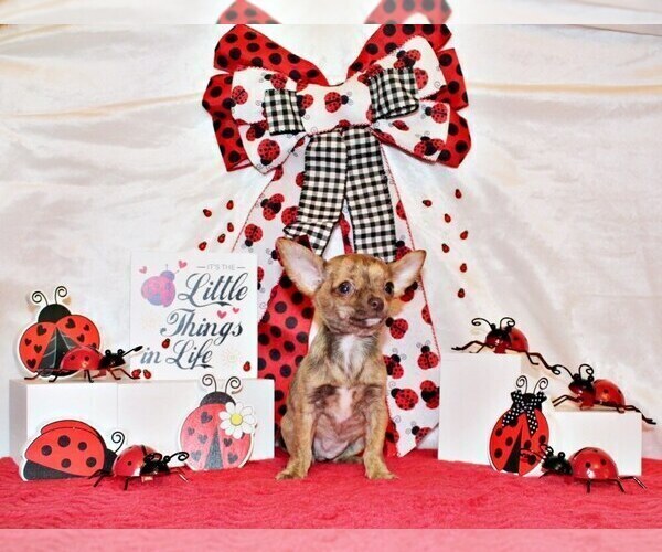 Medium Photo #13 Chihuahua Puppy For Sale in CHARLESTON, AR, USA