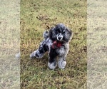 Small Photo #1 Aussiedoodle Miniature  Puppy For Sale in PURDON, TX, USA