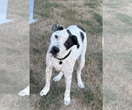 Small Pointer Mix