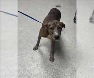 Mutt Dogs for adoption in Conroe, TX, USA
