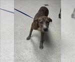CYRUS - Male Mutt Dog for Adoption - Small photo