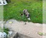 Small Photo #5 Labrador Retriever-Mountain Cur Mix Puppy For Sale in Crystal, MN, USA