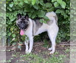 Small #11 Akita Mix
