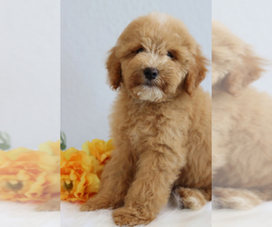 Goldendoodle Puppy for sale in ITASCA, TX, USA