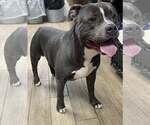 Small American Bulldog Mix