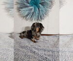 Small Photo #1 Dachshund Puppy For Sale in MIDDLEBURY, IN, USA