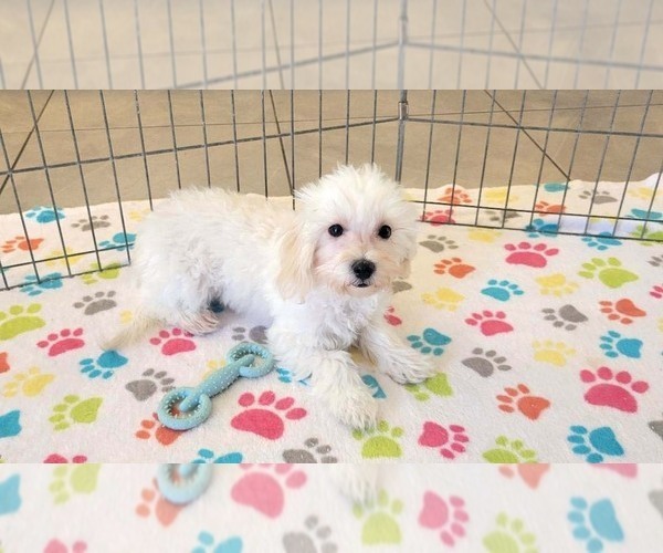 Medium Photo #8 Maltipoo (Toy) Puppy For Sale in ORO VALLEY, AZ, USA