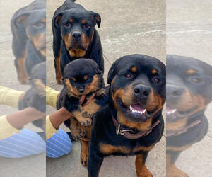 Father of the Rottweiler puppies born on 05/04/2022