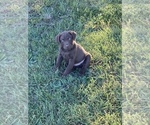 Small Photo #15 Chesapeake Bay Retriever Puppy For Sale in BOAZ, AL, USA