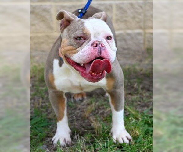 Medium Photo #4 Bulldog Puppy For Sale in Glen Allen, VA, USA