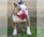 Small #3 Bulldog