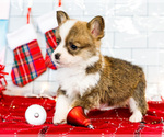 Small Photo #9 Cardigan Welsh Corgi Puppy For Sale in WAKARUSA, IN, USA