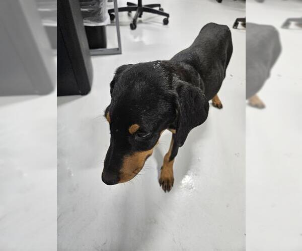 Medium Photo #1 Doberman Pinscher Puppy For Sale in Temple, TX, USA