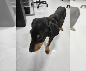 Doberman Pinscher Dogs for adoption in Temple, TX, USA