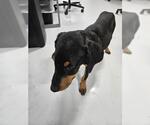 Small Doberman Pinscher