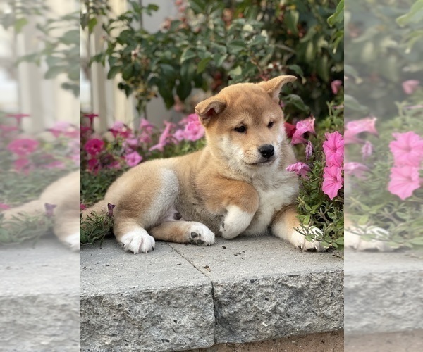 Medium Photo #4 Shiba Inu Puppy For Sale in CANOGA, NY, USA