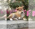 Small #3 Shiba Inu