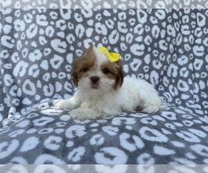 Lhasa Apso Puppy for sale in LAKELAND, FL, USA