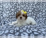 Small Lhasa Apso