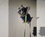 Small #3 French Bulldog