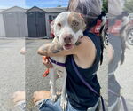 Small #12 American Staffordshire Terrier-Labrador Retriever Mix