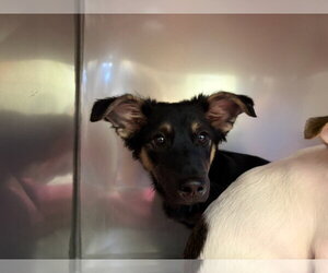 Aussie Siberian Dogs for adoption in Santa Cruz, CA, USA