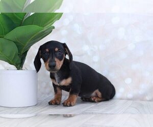 Dachshund Puppy for sale in MARIETTA, GA, USA