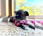 Small #1 Mutt