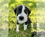 Small #1 Labrador Retriever Mix