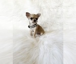 Small #4 Chihuahua