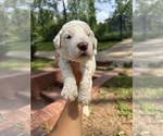 Small #2 Aussiedoodle-Goldendoodle Mix