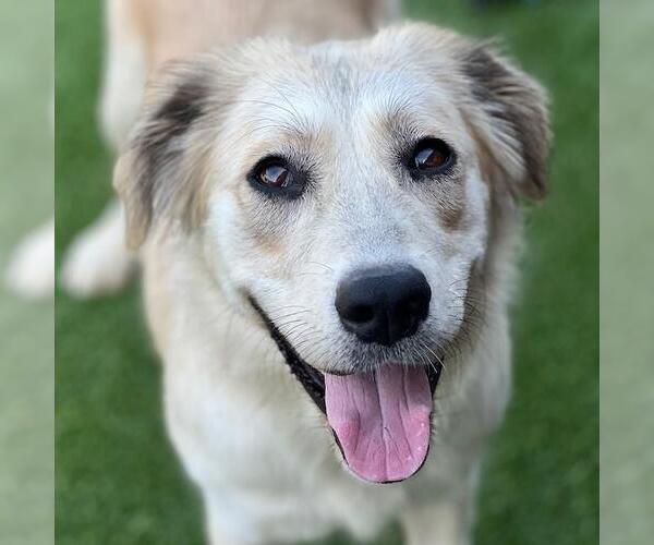 Medium Photo #1 Great Pyrenees-Unknown Mix Puppy For Sale in San Diego, CA, USA