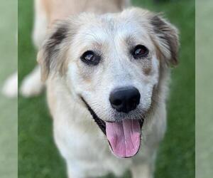 Great Pyrenees-Unknown Mix Dogs for adoption in San Diego, CA, USA
