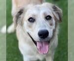 Small Great Pyrenees Mix