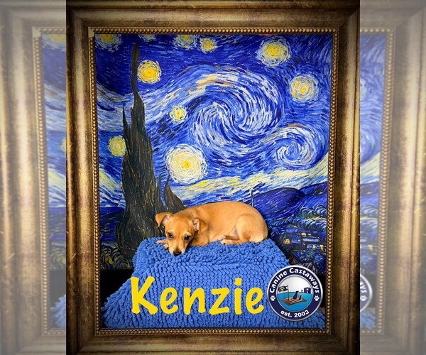 Medium Photo #9 Chiweenie Puppy For Sale in Arcadia, FL, USA