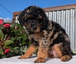 Small Photo #19 Poodle (Toy) Puppy For Sale in GOSHEN, IN, USA