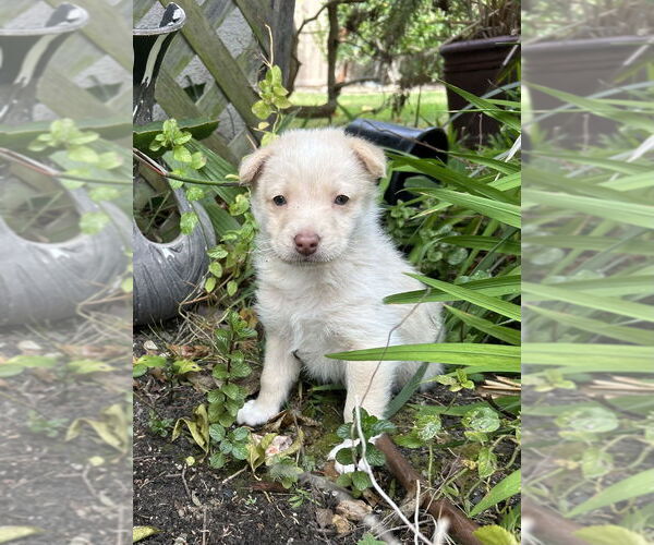 Medium Photo #4 Huskies -Labrador Retriever Mix Puppy For Sale in San Diego, CA, USA