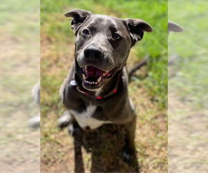 KangaRoo - Female Blue Lacy-Unknown Mix Dog for Adoption - Photo #13
