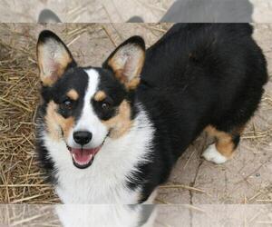 Mother of the Pembroke Welsh Corgi puppies born on 08/17/2020