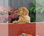 Susie - Female Golden Retriever Puppy for Sale - Photo #4