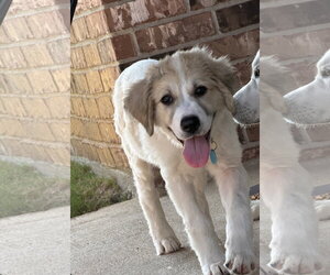 Eloise - Female Great Pyrenees-Unknown Mix Dog for Adoption - Photo #3