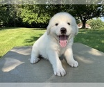 Small #7 Great Pyrenees