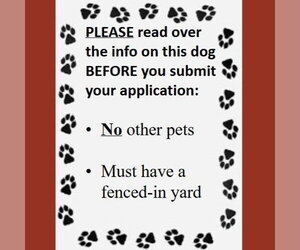 Persephone - Female Mutt Dog for Adoption - Photo #5