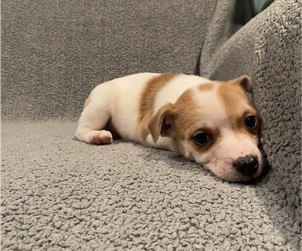 Medium Photo #34 Jack Russell Terrier Puppy For Sale in RICHMOND, MI, USA