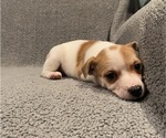 Small #33 Jack Russell Terrier