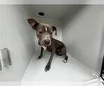 Small American Pit Bull Terrier