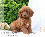 Small #4 Goldendoodle (Miniature)