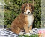 Small Photo #1 Bernedoodle-Poodle (Standard) Mix Puppy For Sale in NARVON, PA, USA