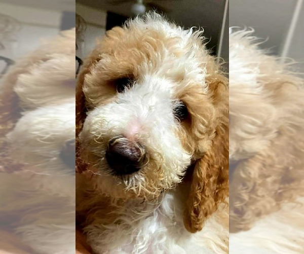 Medium Photo #1 Goldendoodle mix (+ Poodle Standard) Puppy For Sale in TAMPA, FL, USA